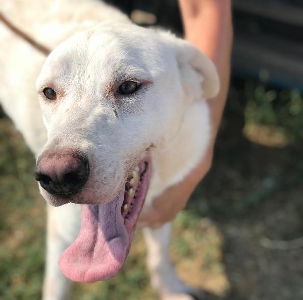 Boston, simil labrador dagli occhi dolcissimi Foto 4